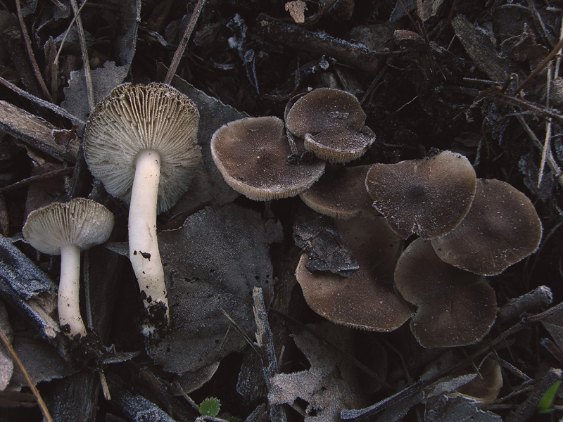 A caccia di Pleurotus.....parte2.